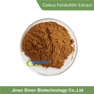 Coleus forskohlin ekstrakt korijena